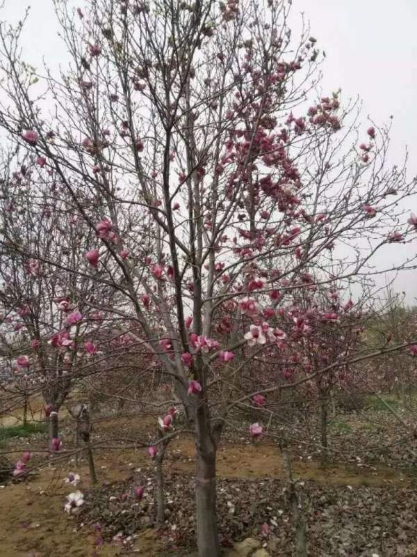 紫玉蘭開(kāi)花圖片