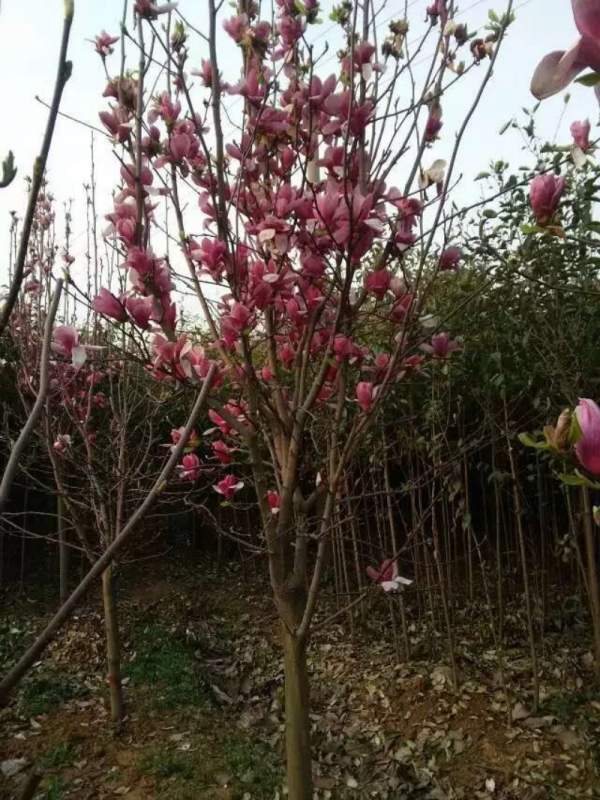 紫玉蘭開(kāi)花圖片