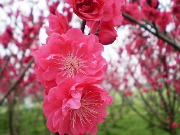 紅梅花一般什么時候開花？