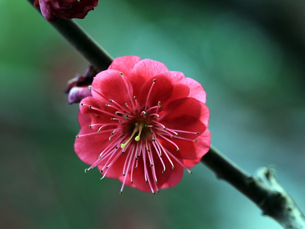 紅梅花一般什么時候開花？