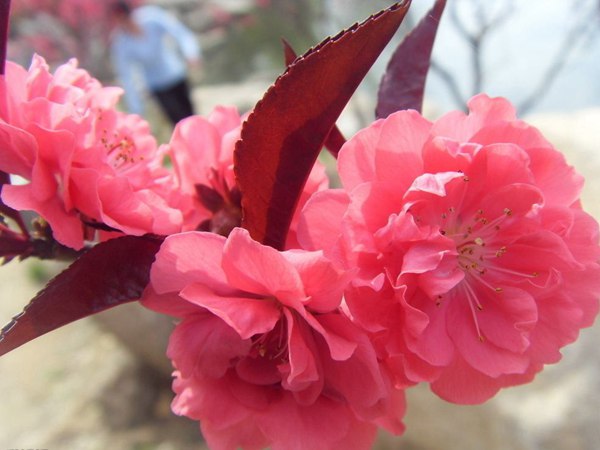 紅葉碧桃花期有多長，幾月份開花？