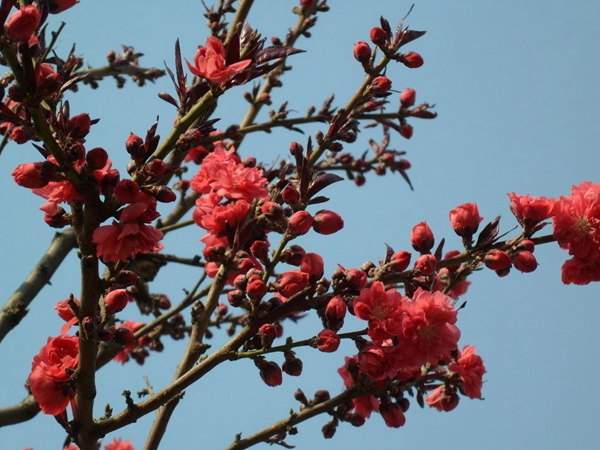 紅葉碧桃花期有多長，幾月份開花？