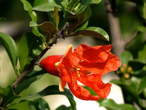 花石榴的花期、果期是什么時(shí)候