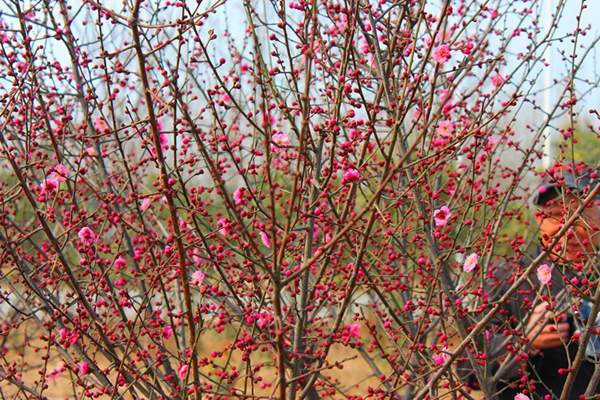 春季即將盛開(kāi)的紅梅樹(shù)