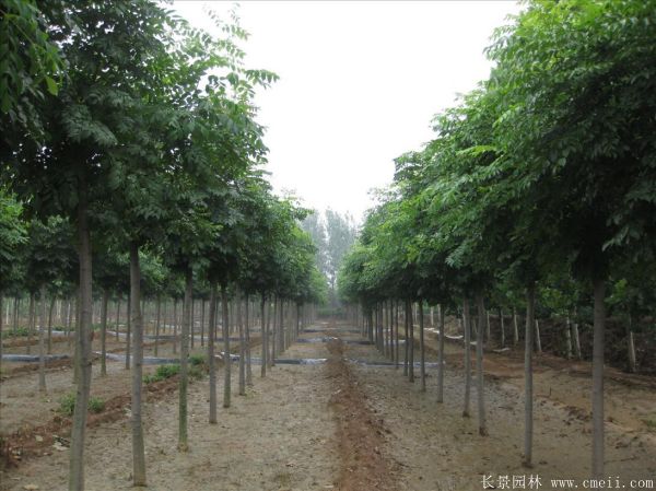 黃山欒樹圖片黃山欒樹基地