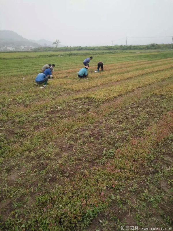 楓樹圖片楓樹基地實拍