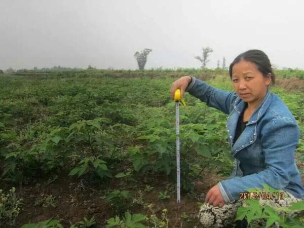 構(gòu)樹苗圖片構(gòu)樹小苗基地實(shí)拍