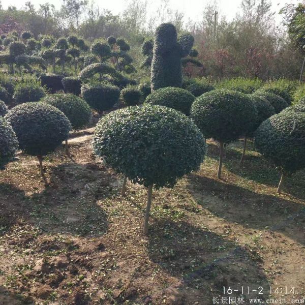 小葉女貞造型樹圖片基地實(shí)拍