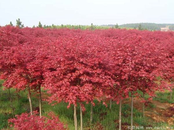 紅楓圖片基地實(shí)拍