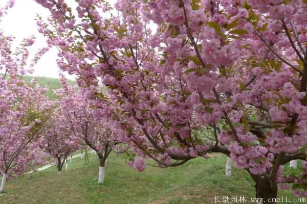 櫻花樹圖片基地實(shí)拍