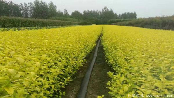 金葉女貞圖片基地實(shí)拍