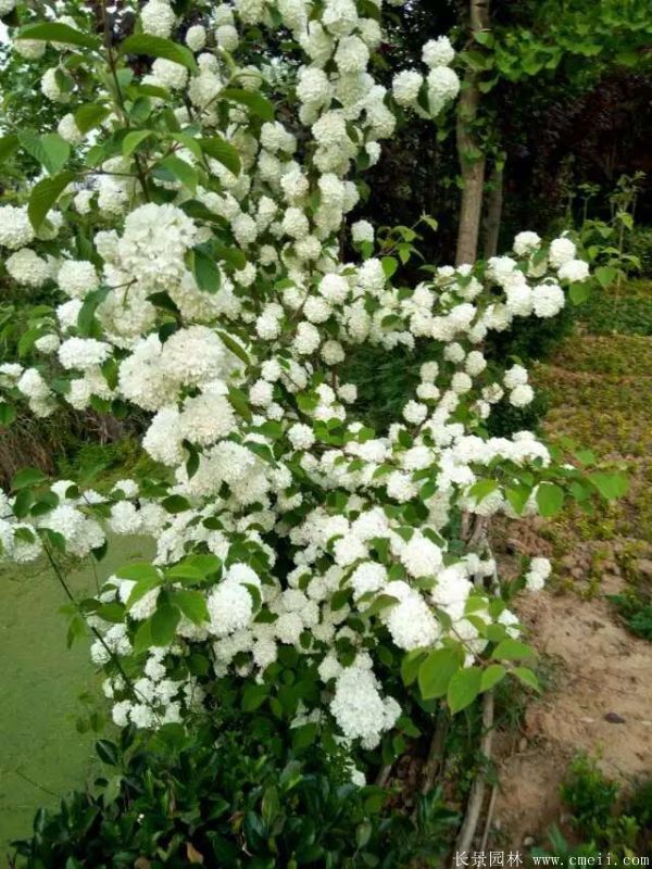 繡球花圖片基地實(shí)拍