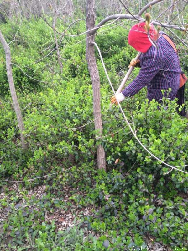 衛(wèi)矛圖片基地實拍