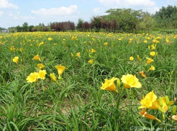 黃花萱草基地實拍圖片