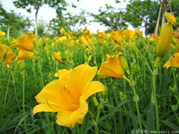 黃花萱草基地實拍圖片