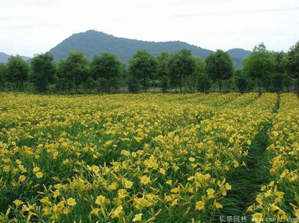 黃花萱草基地實拍圖片