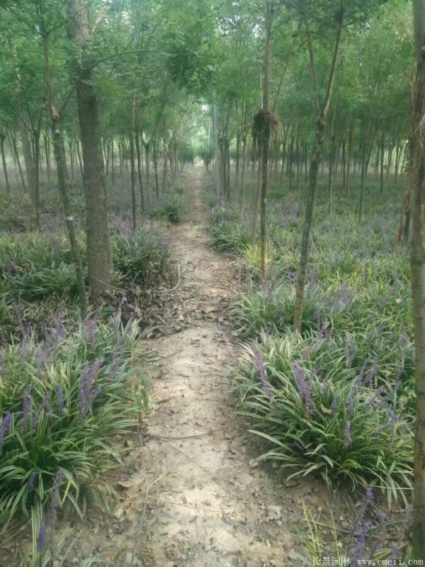 金邊麥冬草基地實(shí)拍圖片