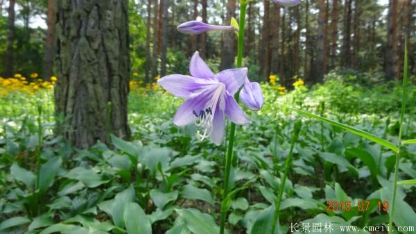 紫花玉簪基地實拍圖片