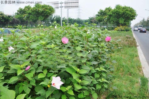 大花秋葵種子發(fā)芽出苗開花圖片