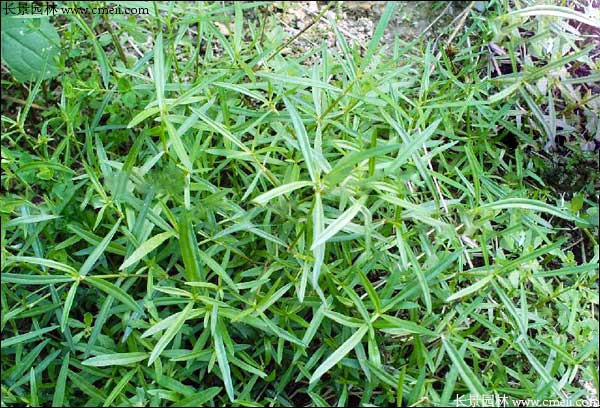 白花蛇草種子發(fā)芽出苗開(kāi)花圖片