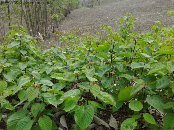 珙桐種子發(fā)芽出苗圖片