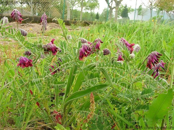 光葉紫花苕種子發(fā)芽出苗圖片