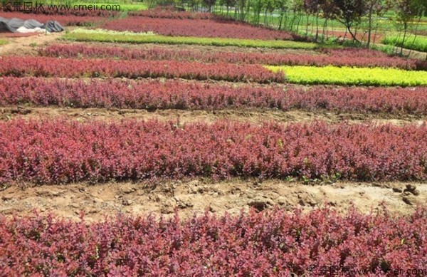 紅葉小檗種子發(fā)芽出苗圖片