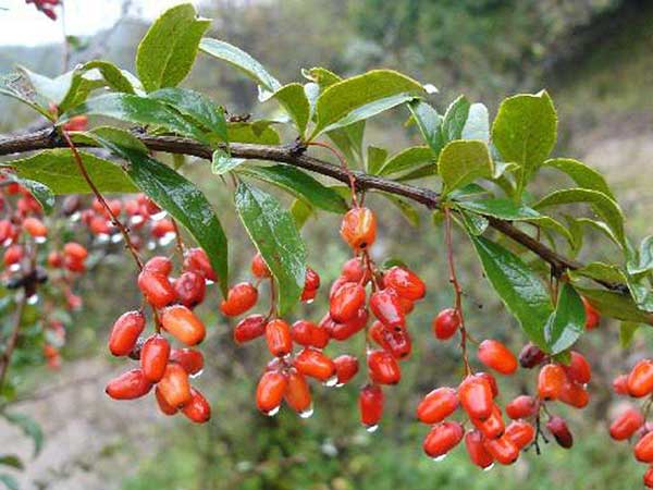 山茱萸種子圖片