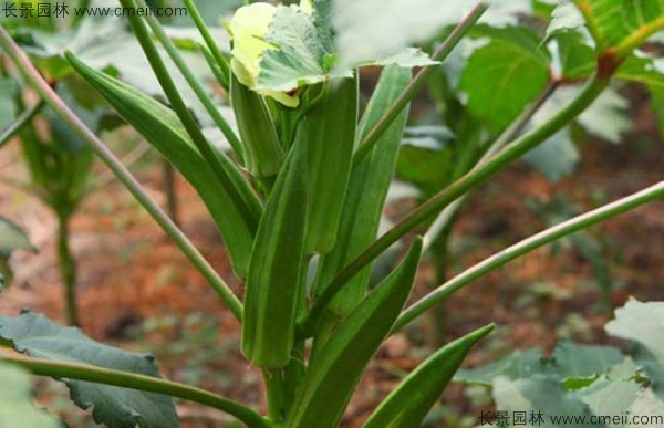 黃秋葵種子發(fā)芽出苗圖片