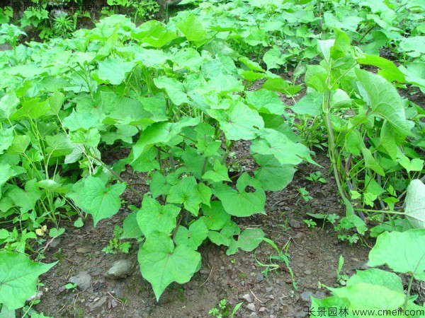 苦蕎麥種子發(fā)芽出苗圖片