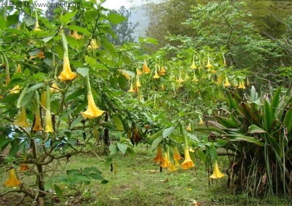 曼陀羅種子發(fā)芽出苗開(kāi)花圖片