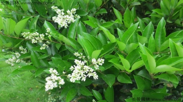 日本女貞開(kāi)花圖片