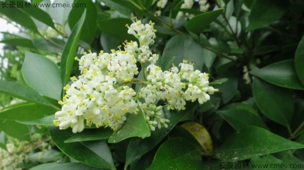 日本女貞開(kāi)花圖片