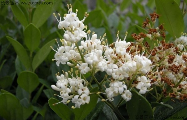 日本女貞開(kāi)花圖片