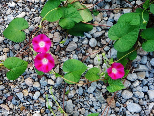 牽?；ǚN子發(fā)芽出苗開(kāi)花圖片