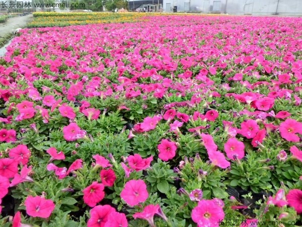 牽牛花種子發(fā)芽出苗開(kāi)花圖片