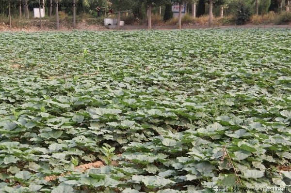 梓樹(shù)種子發(fā)芽出苗圖片