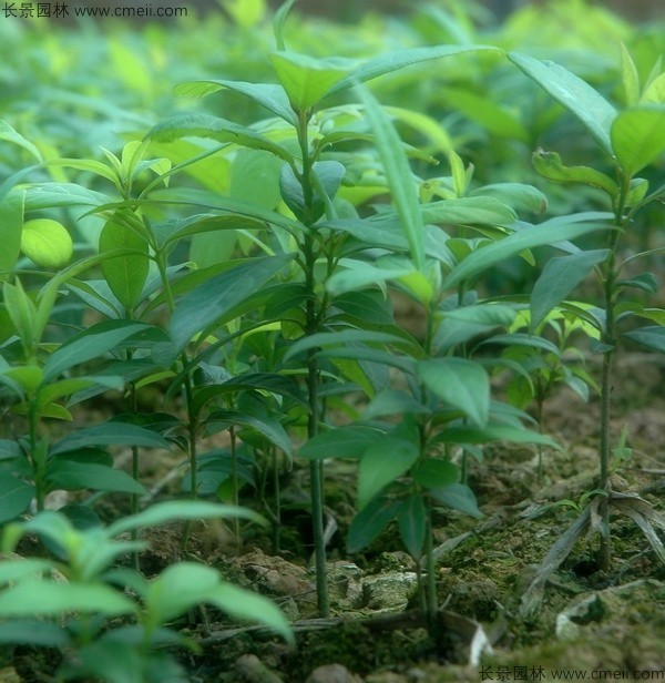 楠木種子發(fā)芽出苗圖片