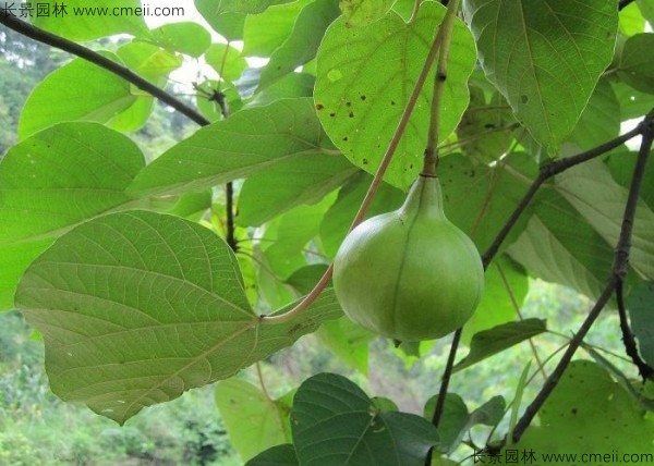 油桐樹(shù)果實(shí)圖片