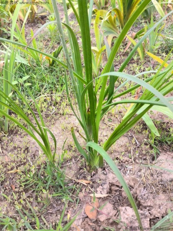 知母種子發(fā)芽出苗圖片