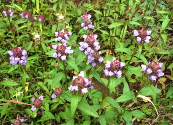 夏枯球種子發(fā)芽出苗開(kāi)花圖片