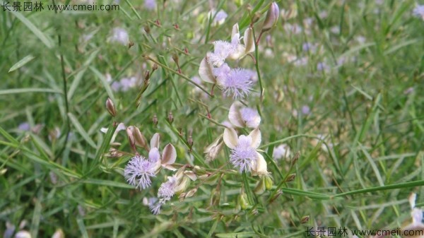 遠志種子發(fā)芽出苗開花圖片