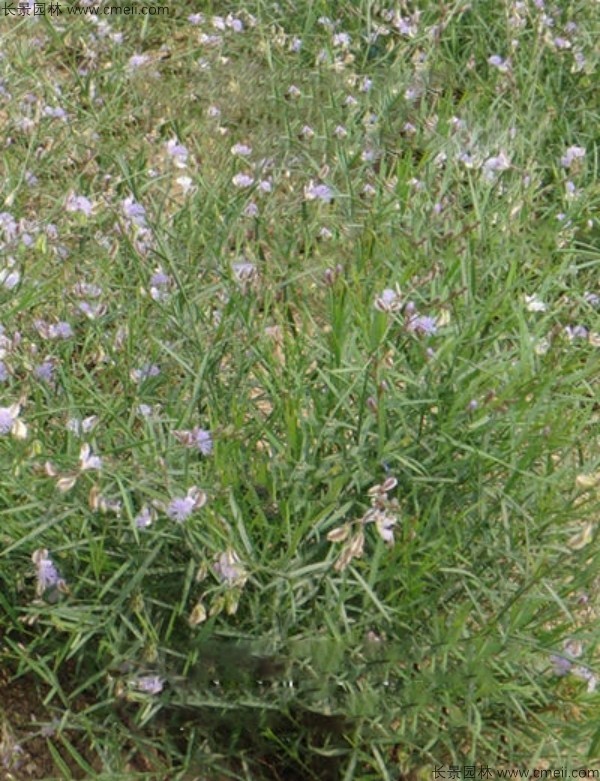 遠志種子發(fā)芽出苗開花圖片