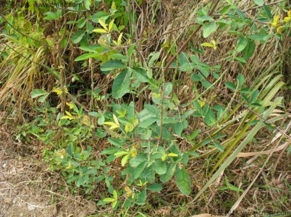 豬屎豆種子發(fā)芽出苗圖片