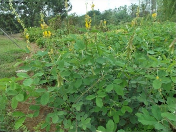 豬屎豆種子發(fā)芽出苗圖片