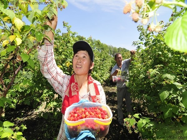 樹(shù)莓種子發(fā)芽出苗圖片