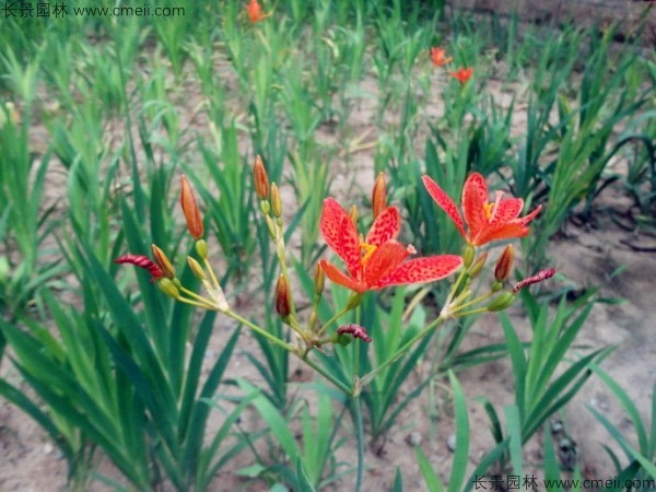 射干種子發(fā)芽出苗開花圖片