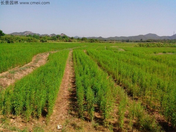 落羽杉種子發(fā)芽出苗圖片