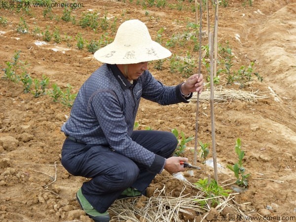 茶樹(shù)種子發(fā)芽出苗圖片