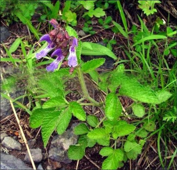 丹參種子發(fā)芽出苗開花圖片